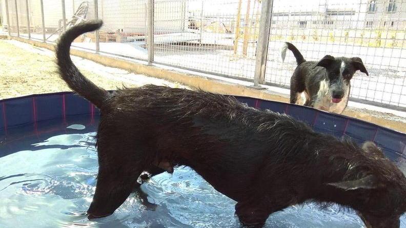«Dall’Asl il sollecito per trasferire i cani E ora stanno meglio»