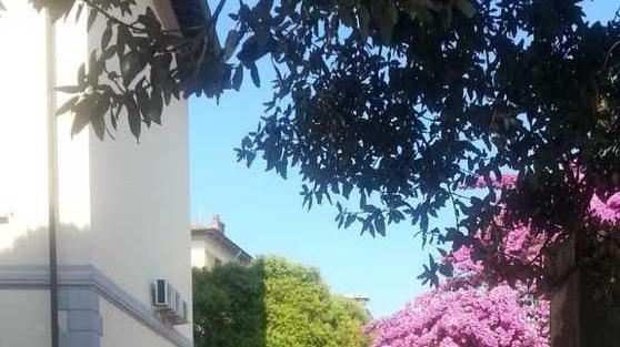 M5S attacca: «Stalli al Cala Violina al posto del parco dei nonni»