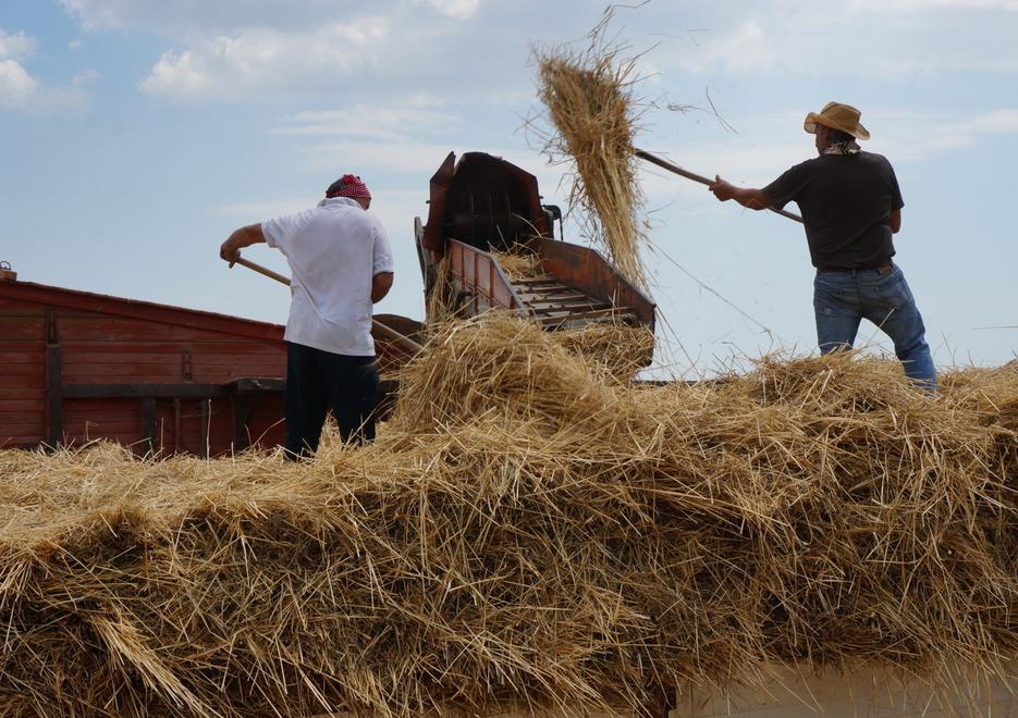 La festa della trebbiatura