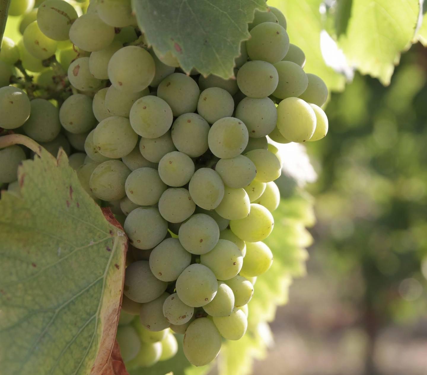 Il giorno del vermentino tra i boschi di Monti 