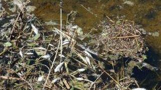 Centinaia di pesci morti il Comune dà l’allarme scatta l’indagine di Arpat