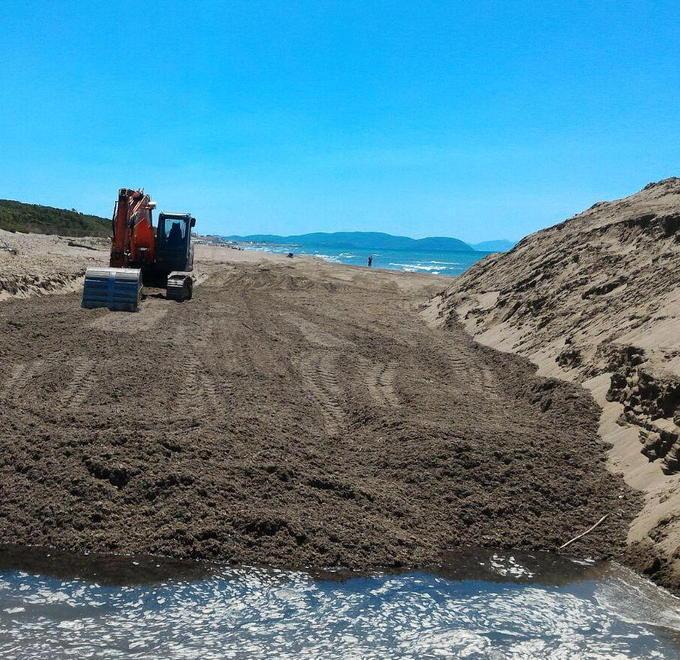 Alghe interrate in spiaggia interviene il difensore civico 