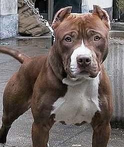 Polpette avvelenate Muore un cane pitbull