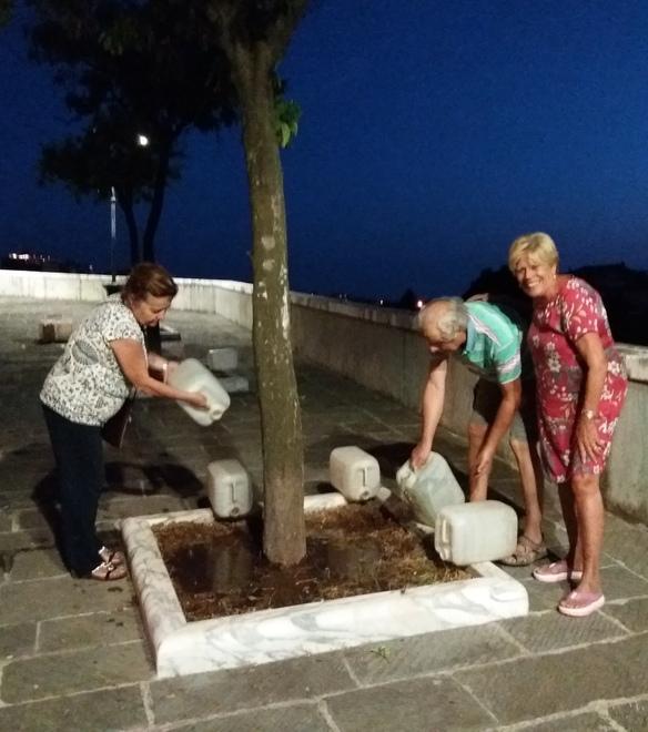 Volontari aiutano gli aranci