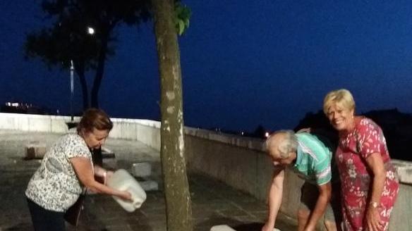 Volontari aiutano gli aranci