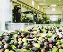 Olio nuovo, è una caccia al tesoro 