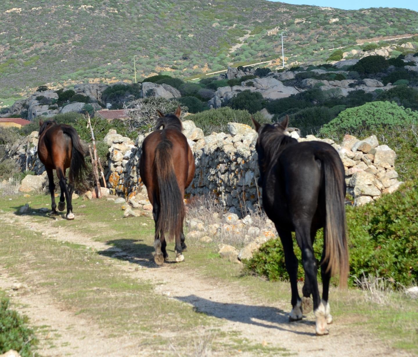 Asinara, adottati i primi cavalli bradi 