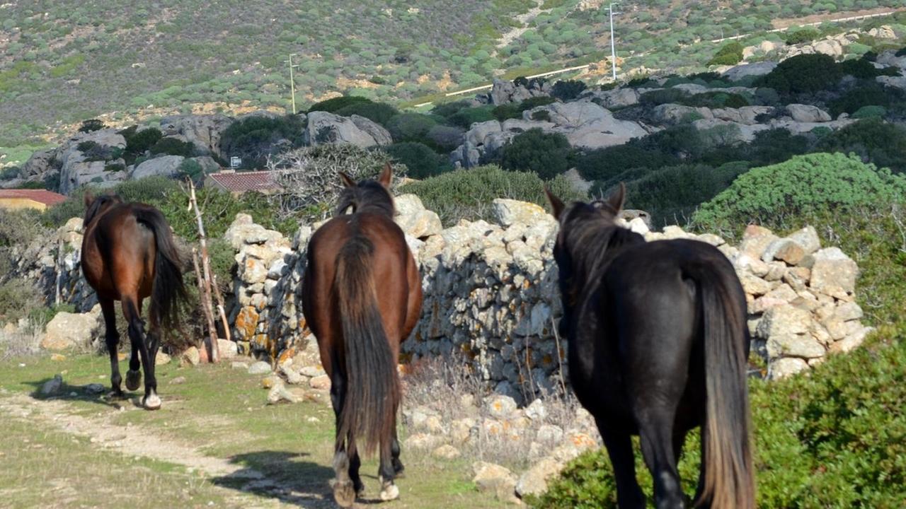 Asinara, adottati i primi cavalli bradi 