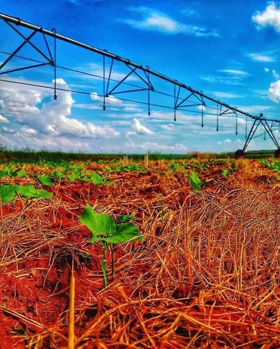 San Paolo e Sassari insieme per salvare il granaio del mondo