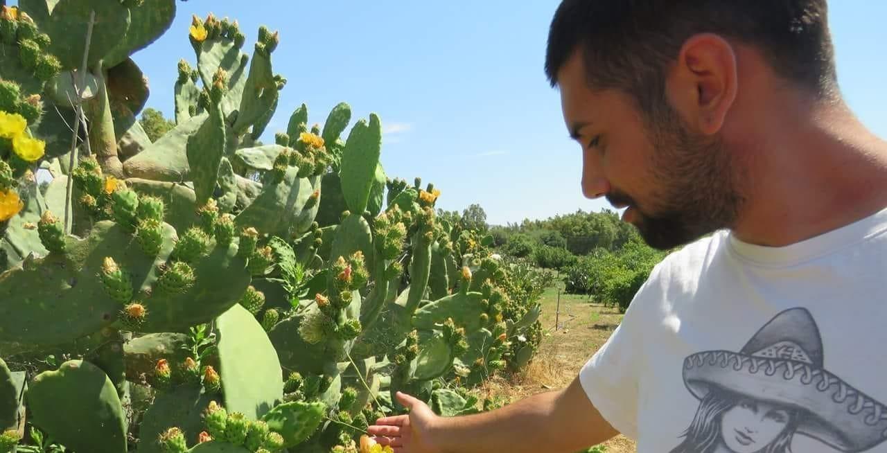 La scommessa di Spartaco: il fico d’India senza spine 