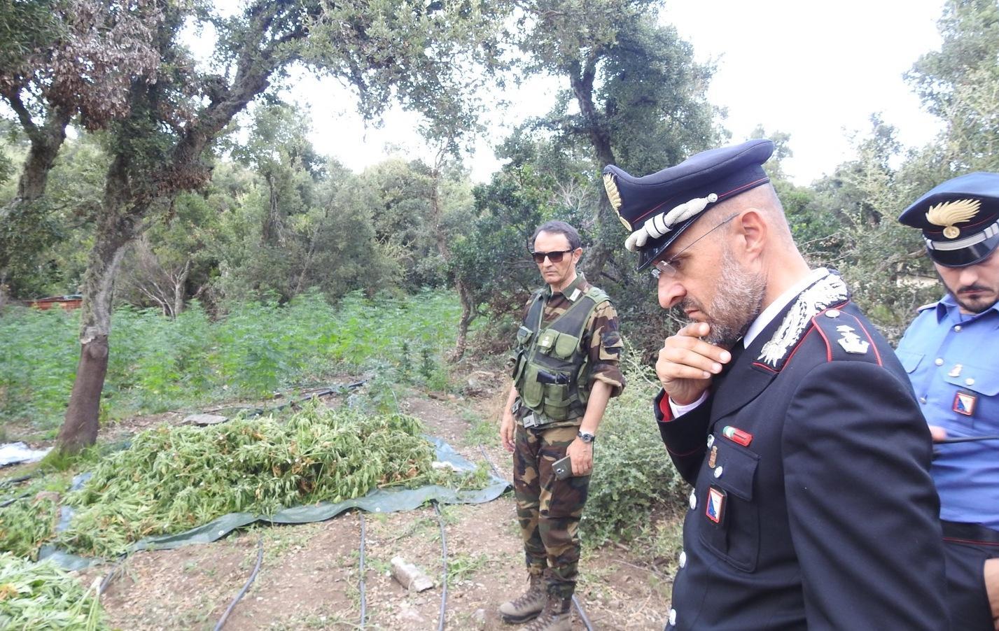 Scoperta la più grande piantagione di marijuana 