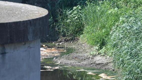 Moria di pesci e sfalci, è ancora polemica «Acqua in putrefazione»