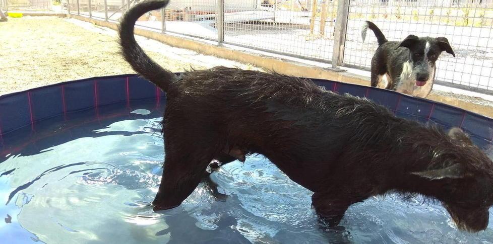 A breve si potranno visitare i cani ospiti a Montegemoli 