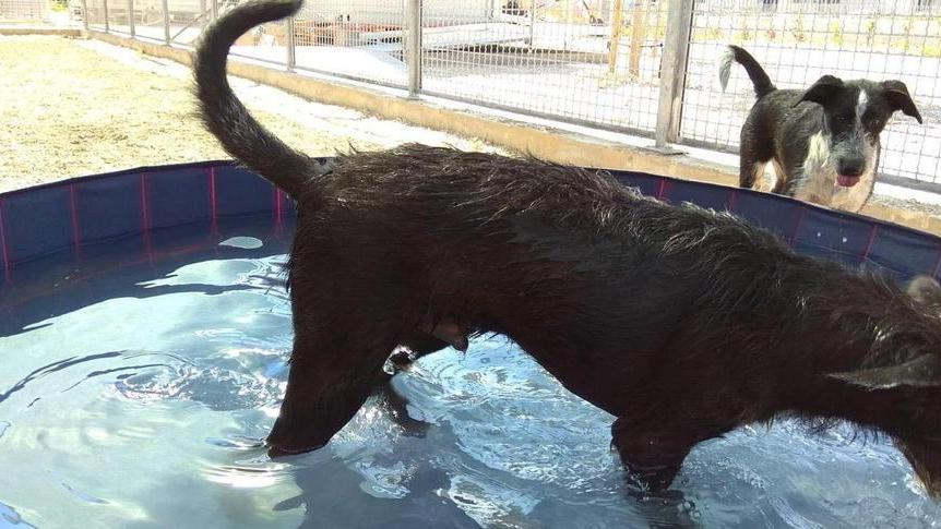 A breve si potranno visitare i cani ospiti a Montegemoli