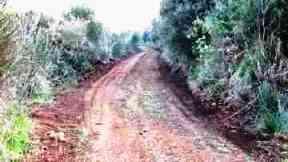 Indagini della Forestale sulla strada al Falcone 