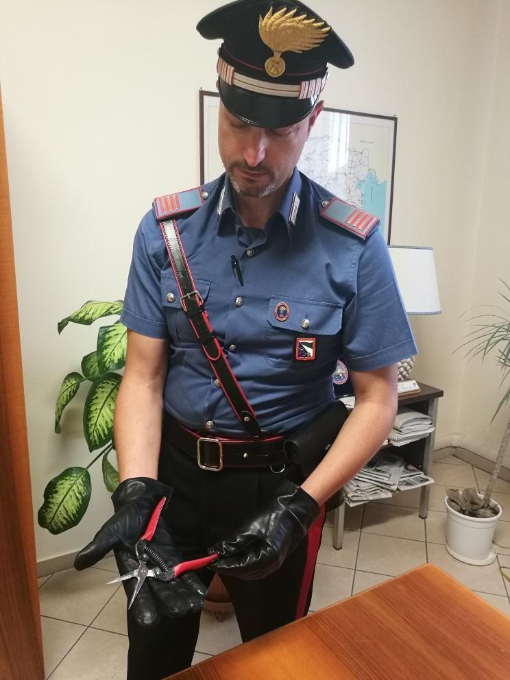 La forbice da potatura utilizzzata nell'aggressione