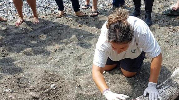 Servono volontari per proteggere il nido di tartaruga