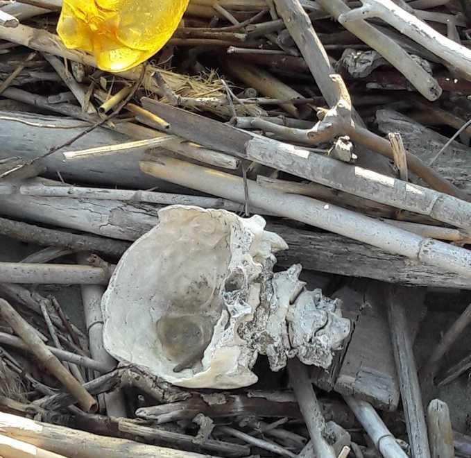 Teschio con vertebre spunta tra i rifiuti lungo la battigia 