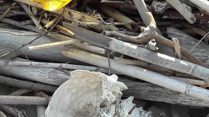 Teschio con vertebre spunta tra i rifiuti lungo la battigia