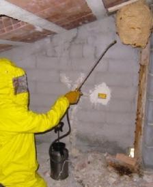 Invasione di calabroni Pompieri al lavoro