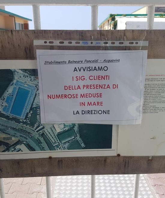 Bagni “lampo” e avvisi ai clienti ancora una giornata di meduse 