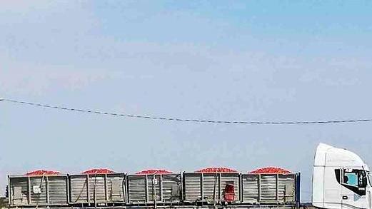 Cedimenti sulle strade Nutrie e clima nel mirino per le frane