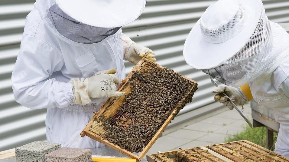 Apicoltura in crisi, giù la produzione in Sardegna