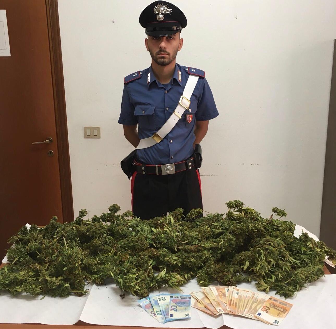 Villa San Pietro, piante di cannabis in casa pronte per il raccolto: arrestato