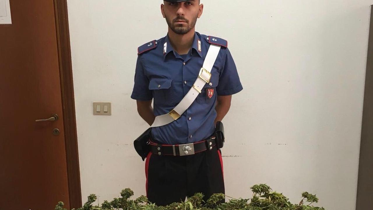 Villa San Pietro, piante di cannabis in casa pronte per il raccolto: arrestato