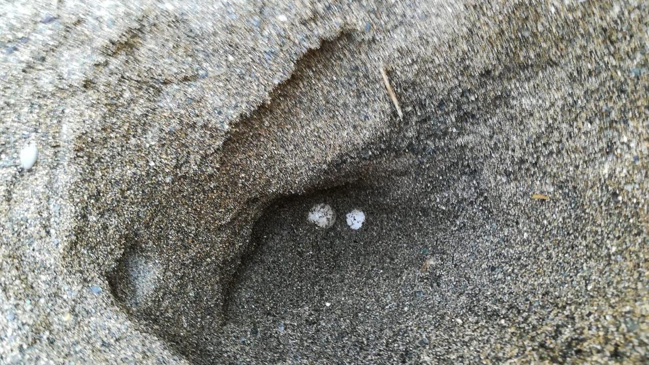 Le uova nel secondo nido di tartaruga a Santa Lucia