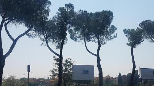 Potano i pini sul viale La Vita: «Taglio errato»