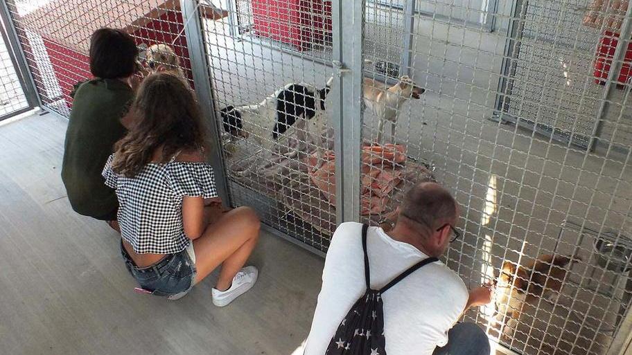 Nuovo canile e gabbie fresche I cani ospiti a caccia di carezze