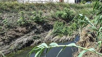Odori nauseabondi, mosche e ratti Ancora emergenza al Fosso Beveraggio