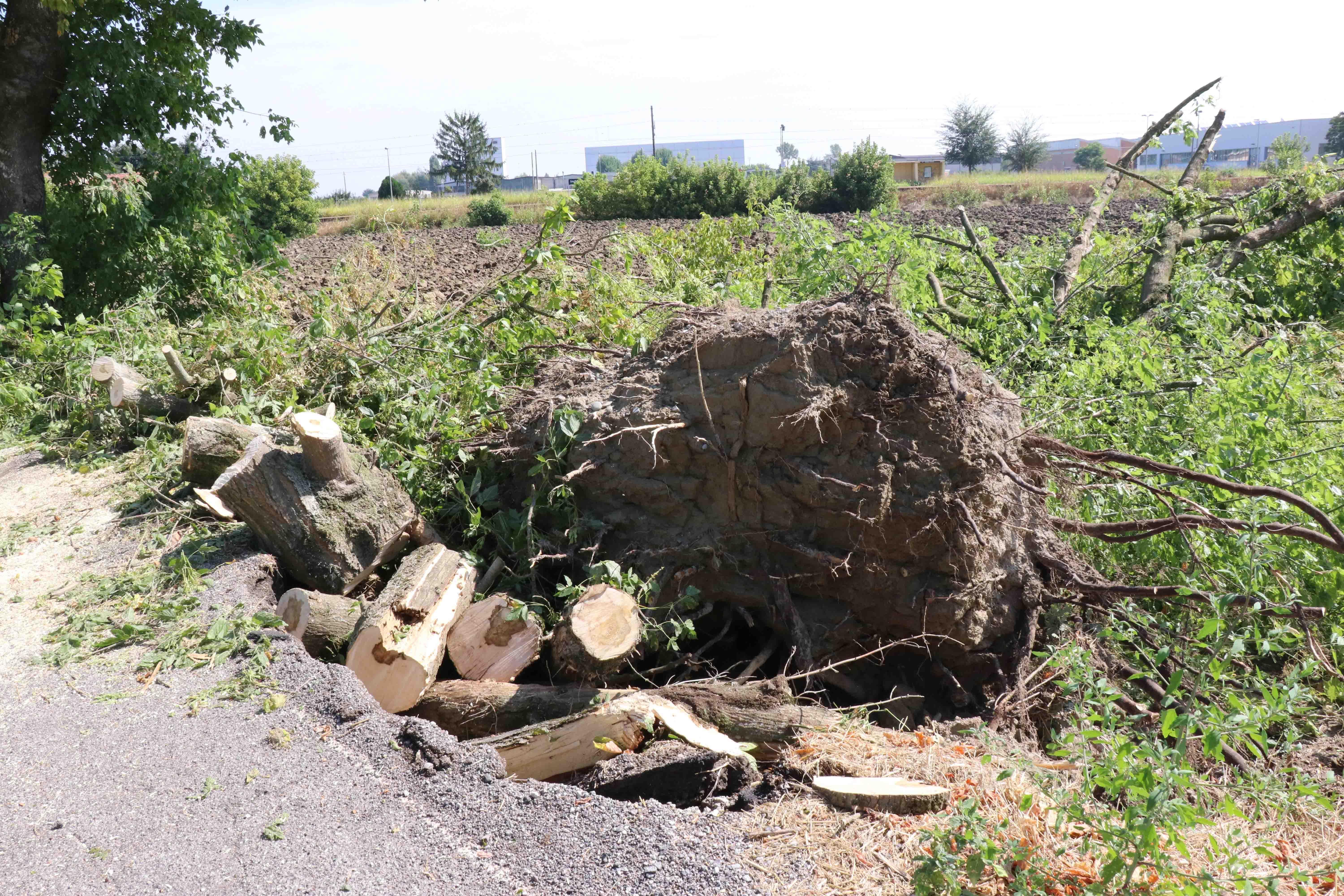 Uno degli alberi caduti a Bondeno