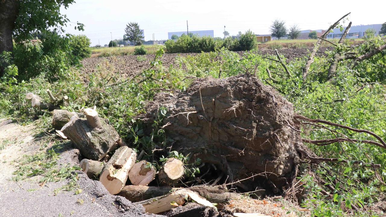 Uno degli alberi caduti a Bondeno