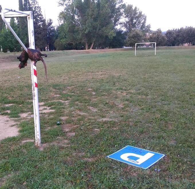 L’animale bruciato e attaccato alla porta del campo sportivo