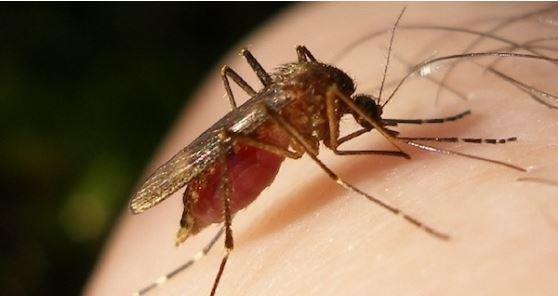 West Nile, altre due vittime dopo una puntura di zanzara 