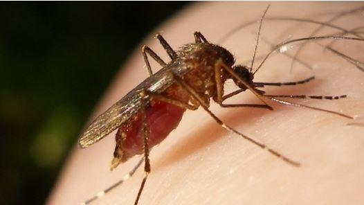 West Nile, altre due vittime dopo una puntura di zanzara