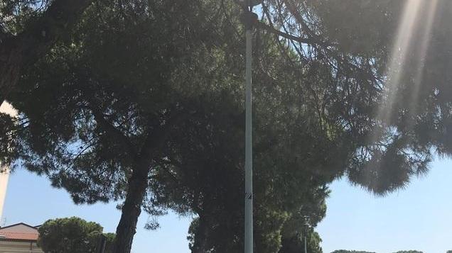 Alberi con rami pericolanti in via Pilo