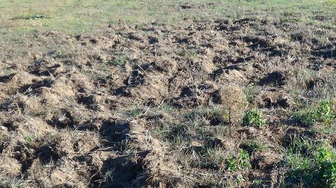 Coldiretti all’attacco «Comandano i cinghiali agricoltori penalizzati»