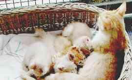 Bastonate e acido per uccidere i gatti della casa di riposo 