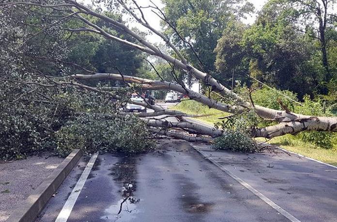 Albero blocca la provinciale