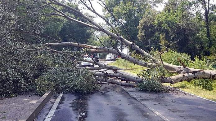 Albero blocca la provinciale