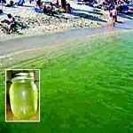 Marina di Campo: mare verde, colpa di un'alga