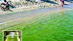 Marina di Campo: mare verde, colpa di un'alga