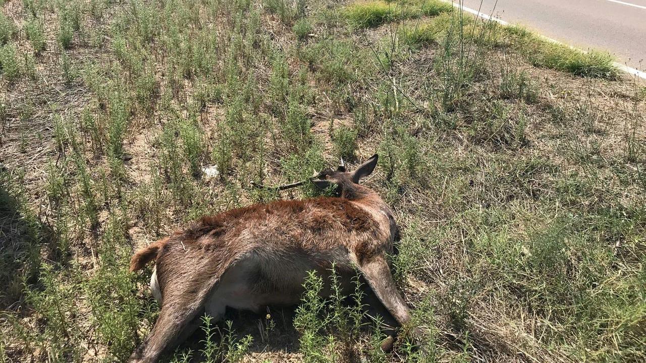 Inseguito dai cani, cervo travolto e ucciso da un'auto 