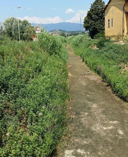 Parte il taglio dell’erba sugli argini del Leccio 