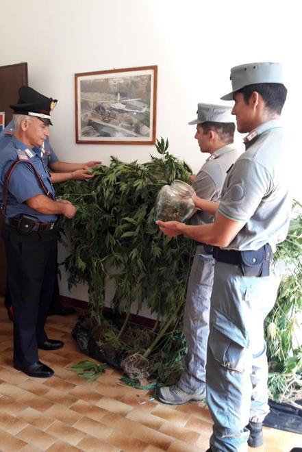 Piantagione di cannabis vicino a casa: arrestato