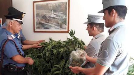 Piantagione di cannabis vicino a casa: arrestato