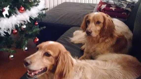 Cagnolina adottata avvelenata in giardino con una polpetta